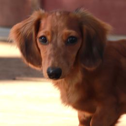 Kendall 7035 - Red female Dachshund puppy in Azle, Texas from American Dachshunds