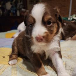 Girl 1 - Red & white female Toy Australian Shepherd puppy in Ocala, Florida from Crazy Aussie Chaos