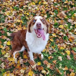 Sable - Australian Shepherd