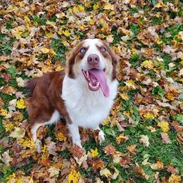 Sable - Australian Shepherd