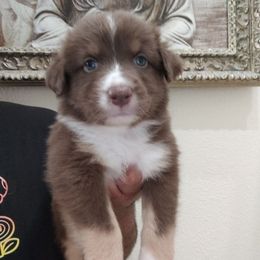 Mars - Red tri-color female Australian Shepherd puppy in Turlock, California from Cherangani Hills Australian Shepherds