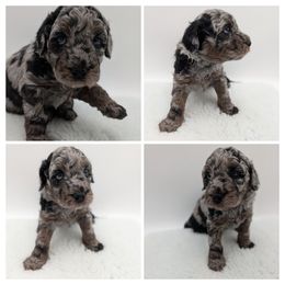 Green Boy - Silver male Whoodle puppy in Kalispell, Montana from Countryman Whoodles