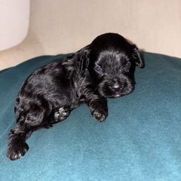 Dumbledore - Black and white male Cavapoo puppy in El Sobrante, California from Mckendra's Legacy