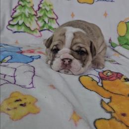 Rose - Chocolate tri-color female Bulldog puppy in Franklin Grove, Illinois from Illinois Bullies Kennel
