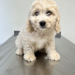 Cockapoo Puppies from East St. Poodles & Doodles