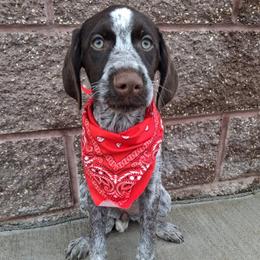 Girl 3 - Liver and white female German Wirehaired Pointer puppy in Potosi, Wisconsin from Point and Flush Gun Dogs