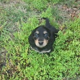 Girl 1 - Black and tan female Dachshund puppy in Rutherfordton, North Carolina from Ziva's Friends