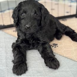 Goldendoodle Puppies from Wrigley's Doodles