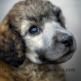 Poodle Puppies from Grace Poodles