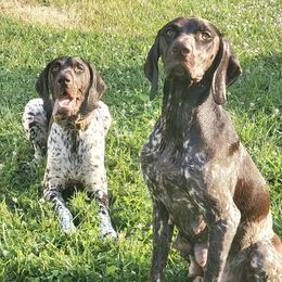 German Shorthaired Pointers from Patched and Ticked German Shorthaired Pointers