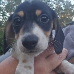 AKC Porky - Piebald male Dachshund puppy in Onalaska, Texas from Weenies on the Lake