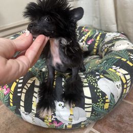 Micro Mini baby girl - Black and white female Chinese Crested puppy in Salt Lake City, Utah from Naked & Famous