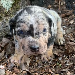Girl 1 - Blue merle female Catahoula Leopard Dog puppy in Gadsden, Alabama from Rich Cat’s