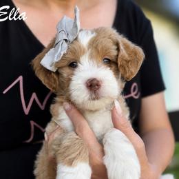 Ella - Apricot female Goldendoodle puppy in Van Alstyne, Texas from Forest Haven Doodle Co.