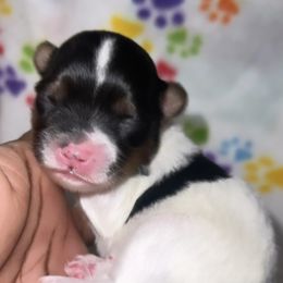 Boy 2 - Yorkshire Terrier puppy in Maryland from Colorful Yorkies