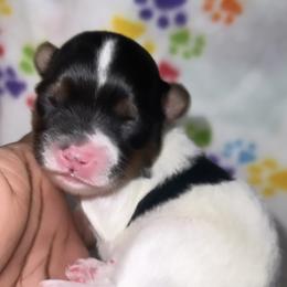 Boy 2 - Yorkshire Terrier puppy in Maryland from Colorful Yorkies