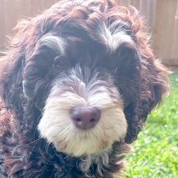 Bernedoodles, Bernese Mountain Dogs, Double Doodles, and Golden Mountain Dogs from OlliePups, LLC
