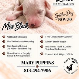 Miss Black - Buff and white female Cockapoo puppy in Tampa, Florida from Mary Puppins