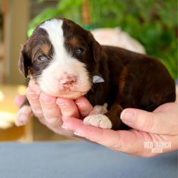 Truffle - Brown and white male Bernedoodle puppy in Salado, Texas from Red Ranch Dogs