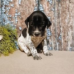 Boy 2 - Black roan male German Shorthaired Pointer puppy in Laporte, Minnesota from Northern Odyssey Gun Dogs