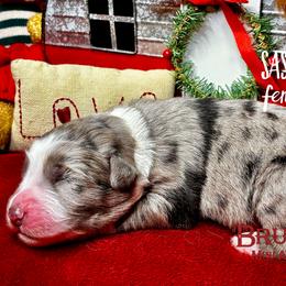 BRUSHY CREEKS SASHAY - Blue merle female Australian Shepherd puppy in Red Oak, Texas from Brushy Creek Aussies & Mini Aussies