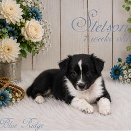 Stetson - Black tri-color male Australian Shepherd puppy in Albany, Kentucky from Blue Ridge