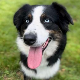 Gypsy - Australian Shepherd
