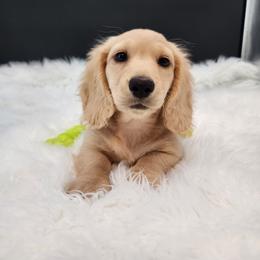 Roper - Cream male Dachshund puppy in Smallett, Missouri from Doxie Holler
