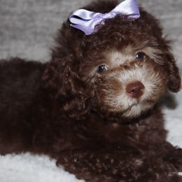 Pinky - Brown female Poodle puppy in Hudson, North Carolina from Pawsh Petites