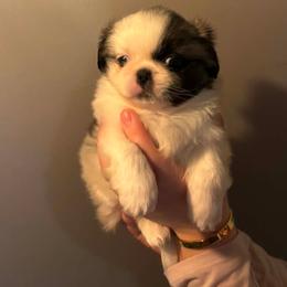 Ranger - Black and tan male Pekingese puppy in Brown City, Michigan from Sweet Pekes