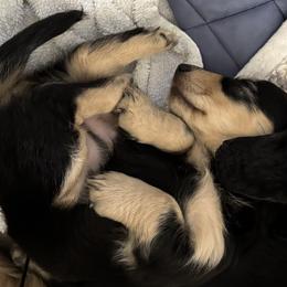 Princess - Black and cream female Dachshund puppy in Alabaster, Alabama from Doxies of Olympus
