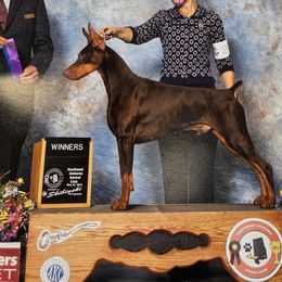 Doberman Pinschers and Miniature Pinschers from Ronald Rutledge