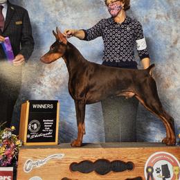 Doberman Pinschers and Miniature Pinschers from Ronald Rutledge