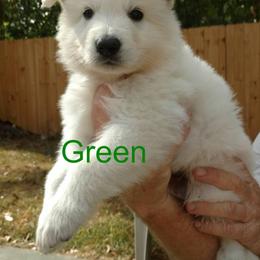 Berger Blanc Suisse and German Shepherd Puppies from Vom Hundhaus German Shepherds