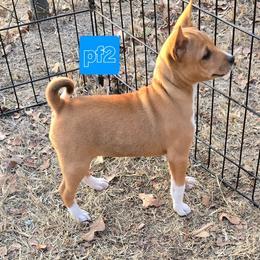 P girl 2 - Red and white female Basenji puppy in Caldwell, Texas from Candyce Witte