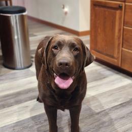 Babs - Labrador Retriever