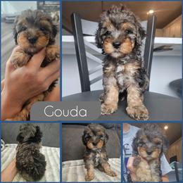 Gouda - Merle male Cockapoo puppy in Zanesville, Ohio from Southtown Doodles LLC