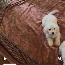 Green boy - White male Bichon Frise puppy in Wilmington, North Carolina from Cape Fear Bichons