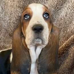 Basset Hounds from The Basset Bunch