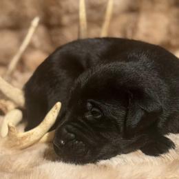 Trail - Black male Labrador Retriever puppy in Sweet Home, Oregon from Knotty Creek Labradors