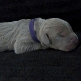 Rhea - Blue female Great Dane puppy in Colorado Springs, Colorado from Pilot Danes