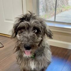 Aussiedoodle All Grown Up from Aspen Mountain Doodles LLC