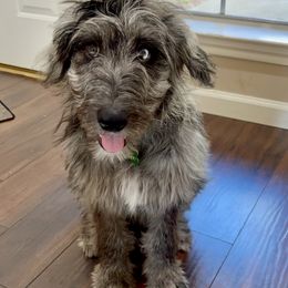 Aussiedoodle All Grown Up from Aspen Mountain Doodles LLC