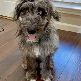 Aussiedoodle All Grown Up from Aspen Mountain Doodles LLC
