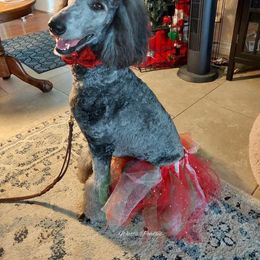 Poodle All Grown Up from Watts Poodles