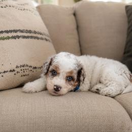 Plot Twist - Blue merle male Aussiedoodle puppy in Inman, South Carolina from Dark Corner Doodles