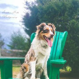 Australian Shepherd All Grown Up from K&A Farms