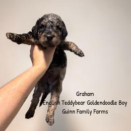 Graham - Merle male Goldendoodle puppy in Grove, Oklahoma from Guinn Family Farms