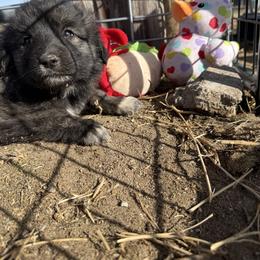 Prancer - Brindle female Colorado Mountain Dog puppy in Colorado Springs, Colorado from Sharp Guardians and Goldens