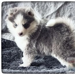 Pomsky Puppies from Foxfire Arctic Spitz